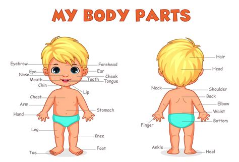 Body parts of boy for kids learning 1312592 Vector Art at Vecteezy