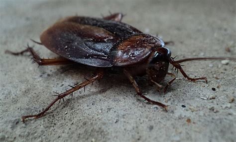 A Homeowner's Guide to Common House Bugs - ArticleCity.com