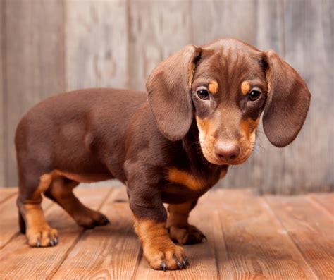 Is A Dachshund A Weiner Dog