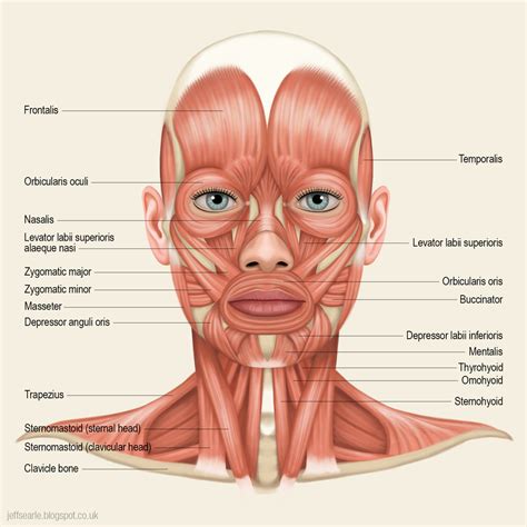 Anatomy Muscles, Insertions and Origins, Functions - Human Head Diagram | Quizlet