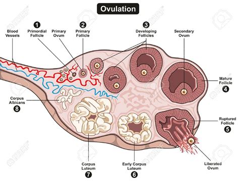 Pin on Reproductive system