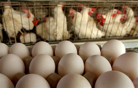 McDonald's switching to cage-free chickens for its Egg McMuffins | CBC News