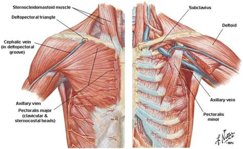 Anatomy MCQ: Thoracic Wall | Campusflava