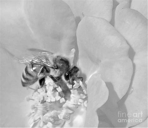 Bee on Rose Macro Photograph by Sara Raber - Fine Art America