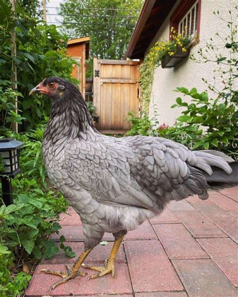 Prairie Bluebell Egger: A New Hybrid Breed