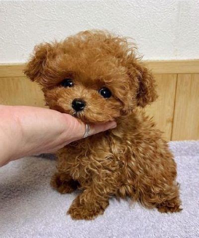 toy poodle compared to miniature poodle - Ton Logbook Photo Gallery