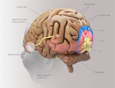 Secondary Visual Cortex