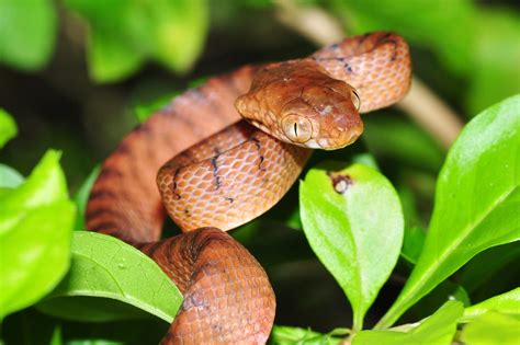 Disappearing Snakes - Conservation Articles & Blogs - CJ