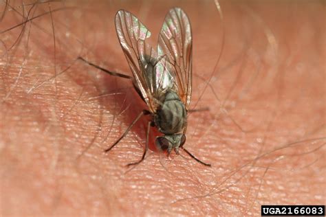 Rocky Mountain bite fly (Symphoromyia fulvipes)