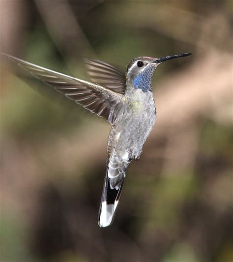 Blue-throated Hummingbird, description, size, breeding areas ...