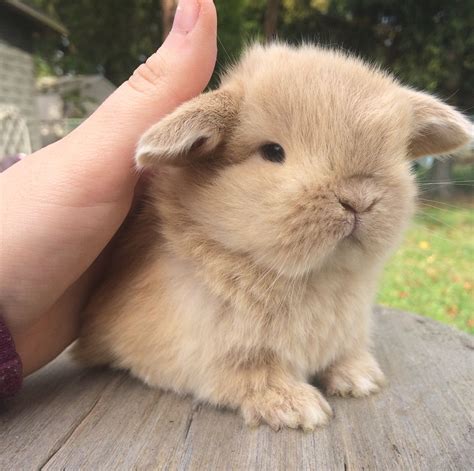 Baby New Jersey Holland Lop. This must be love ! Mini Lop Bunnies ...