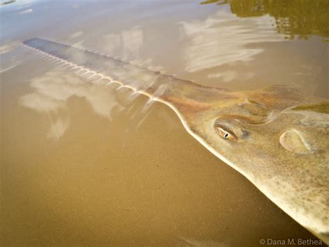 Sentani lake saw shark : will it stay the story?