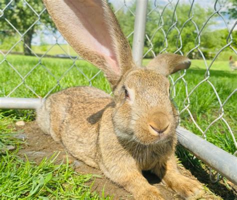 Flemish Giant Rabbit And Dog