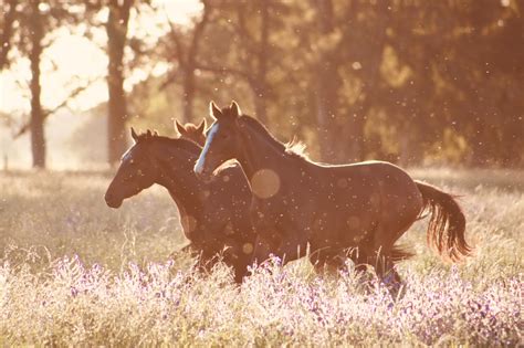 Probiotics for Horses: How Do You Choose the Right One? - BioStar US