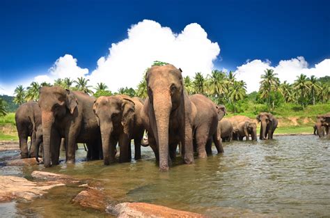 Yala Safari Tour Packages, Sri Lanka Tour Packages