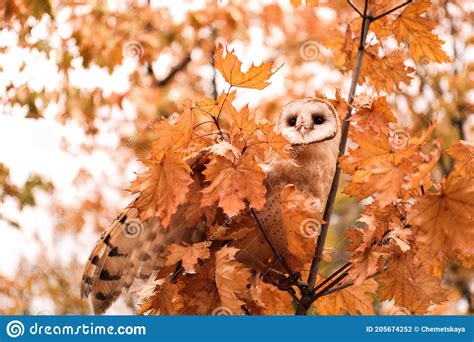 Beautiful Common Barn Owl on Tree Outdoors Stock Photo - Image of ...