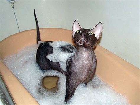 Bathing A Hairless Cat Cat Medicine, Sphynx Cat, Hairless Cats, Cat Garden, Cat Gif, Cat Food ...