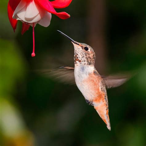 10 Incredible Hummingbird Species You Could See in Your Backyard | Family Handyman