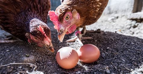 Pourquoi les poules mangent-elles leurs oeufs ? - Causes et solutions