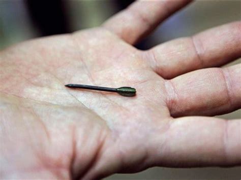 Israel-Gaza conflict: Deadly flechette shells 'used by Israeli military ...