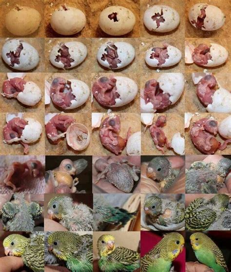 there are many different pictures of birds with food in their beaks and ...