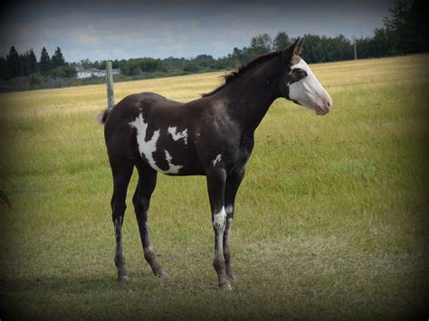 Chrome 2014 black overo filly bruensacres.com | Horse painting, Foals, Horses