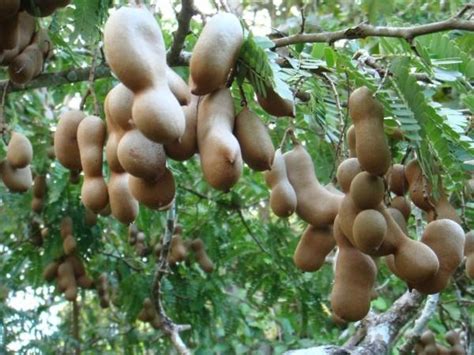 tamarind (sampaloc) | Fruit, Tamarind, Health remedies