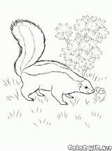Colorkidnet print Pagename=Skunk Looking For Food  Coloring sketch template