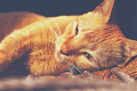 Orange Tabby Cat Lying · Free Stock Photo