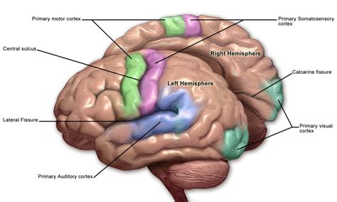 Blausen 0103 - Primary motor, somatosensory and visual cortex - English ...