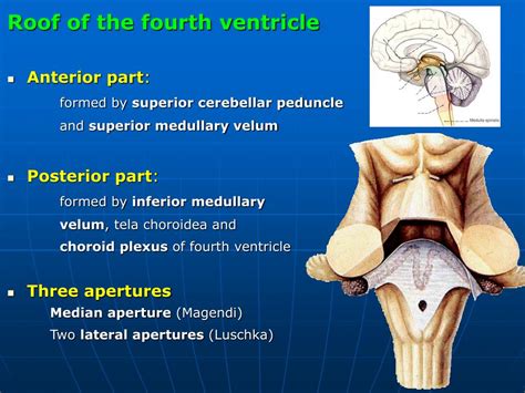 PPT - Gross anatomy and development of the brain stem and cerebellum. Fourth ventricle ...