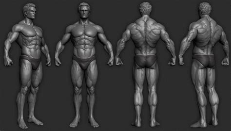 Muscle Study , Gaurav Kumar | Body anatomy, Muscle, Man anatomy