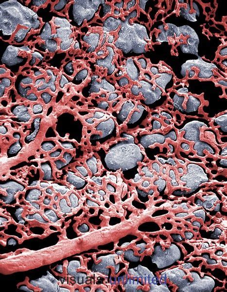 Capillaries and alveoli in the lung | Microscopic photography, Anatomy and physiology ...