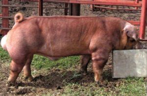 Duroc Pig: Breed History, Characteristics & Facts