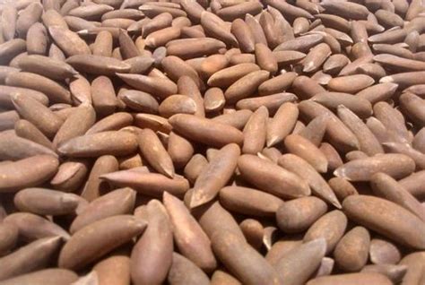 Pine Nuts at Rs 4400/kg | Lokmanya Tilak Marg | Mumbai | ID: 8625337430