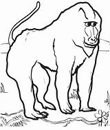 9 Sweet And Cute Baboon Coloring Pages For Children  sketch template