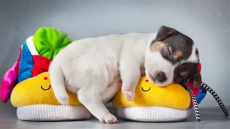 Cute Sleeping Puppy Wallpapers - Wallpaper Cave