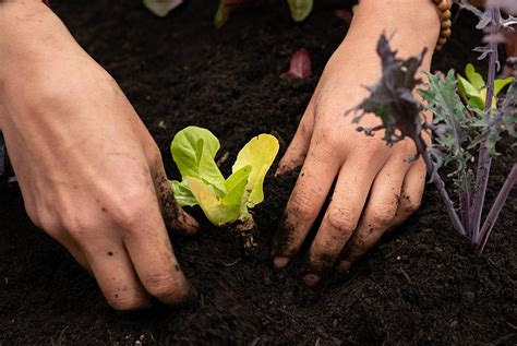 Plants can camouflage odours to avoid being eaten: study