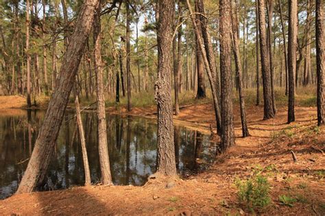 Best Hikes in National Forests of Texas (TX) | Trailhead Traveler