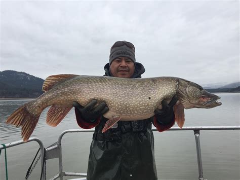 Invasive Pend Oreille River pike originated in Cd'A chain lakes | Coeur d'Alene Press