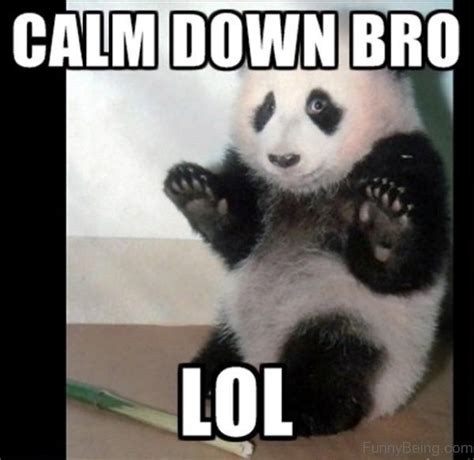 30 of The Funniest And Cutest Panda-Memes on The Web | おかしな動物, 動物おもしろ画像 ...