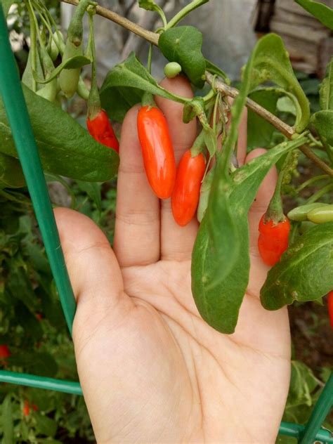 The Fruit Of Chinese Wolfberry 枸杞子 | Stuffed peppers, Food, Vegetables