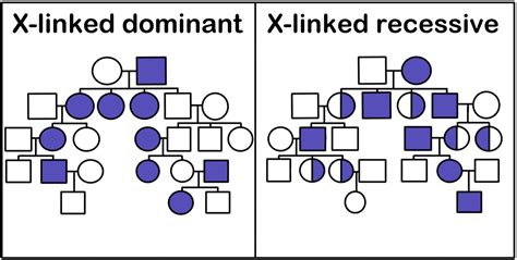 Pedigree — Definition & Charts - Expii