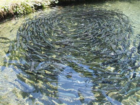 1000s are Talking About Fish Farming, Know More Here.