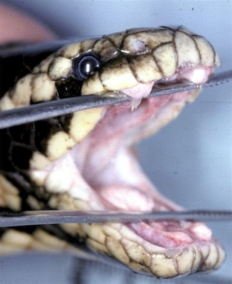 Black-banded Sea Krait – "OCEAN TREASURES" Memorial Library