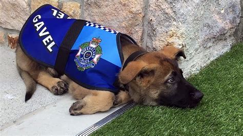 Dog Who Failed Police Training for Being Too Friendly Lands Dream Job ...