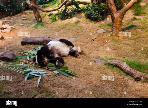 Sleeping giant panda Stock Photo - Alamy