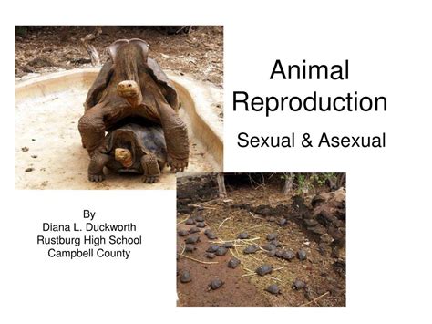 PPT - Animal Reproduction PowerPoint Presentation, free download - ID ...