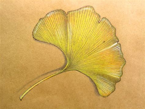 Ginkgo Leaf Art | Ginko Tress, Leaves.... in 2019 | Leaf art, Leaf drawing, Art