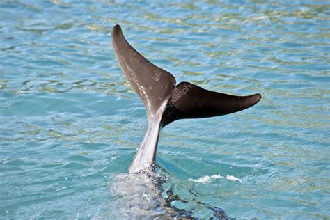 Dolphin tail out of water — Stock Photo © ozflash #163453188